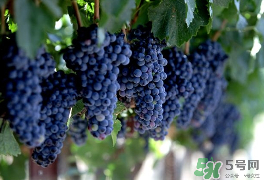 夏黑葡萄可以釀酒嗎？夏黑葡萄怎么自釀酒？