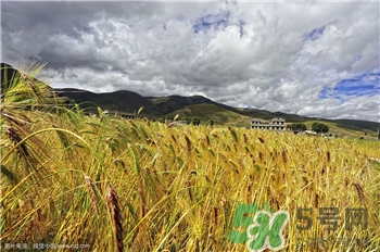 青稞是什么?青稞的價值功效 青稞是什么?青稞的價值功效