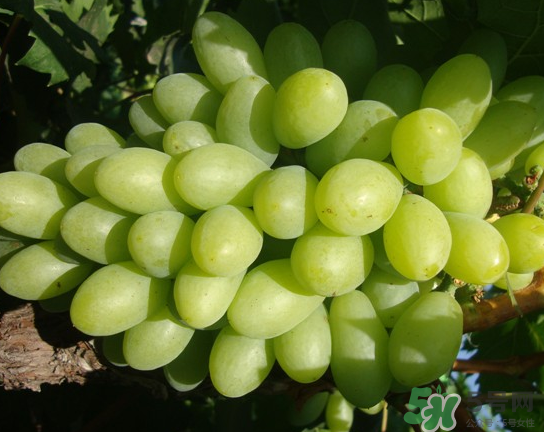 青提可以做葡萄酒嗎？青提子酒的制作方法