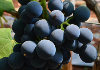 夏黑葡萄怎么保存？夏黑葡萄可以放冰箱嗎？