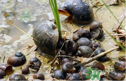 福壽螺吃了會怎樣？福壽螺有什么危害？