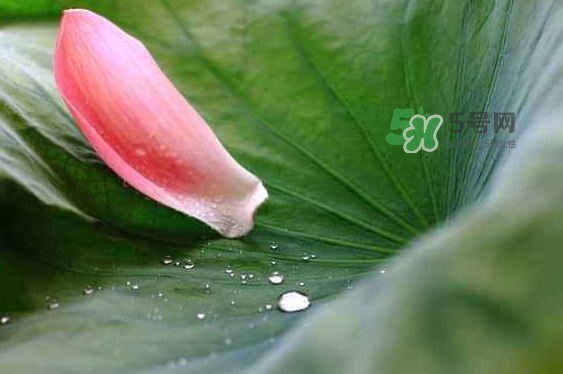 2017中伏最熱嗎？ 2017初伏中伏末伏哪個最熱？