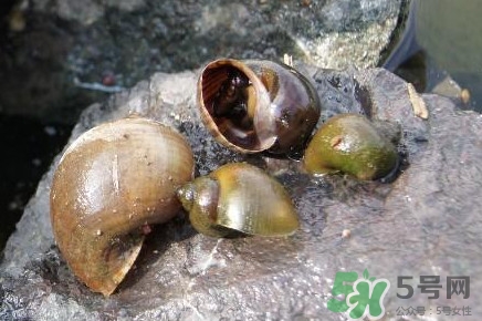 福壽螺到底能不能吃？福壽螺為什么不能吃