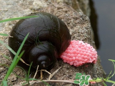 福壽螺吃了會怎樣？福壽螺有什么危害？