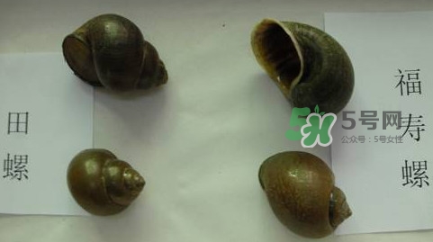 福壽螺是什么樣的？福壽螺和田螺的區(qū)別