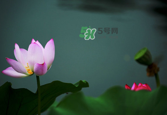 2017中伏最熱嗎？ 2017初伏中伏末伏哪個最熱？