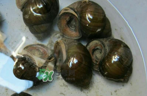 田螺是寒性的嗎？田螺煮多久殺死寄生蟲