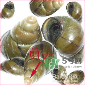 吃田螺有什么好處？田螺哪些部位不能吃