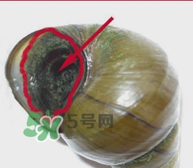 吃田螺有什么好處？田螺哪些部位不能吃