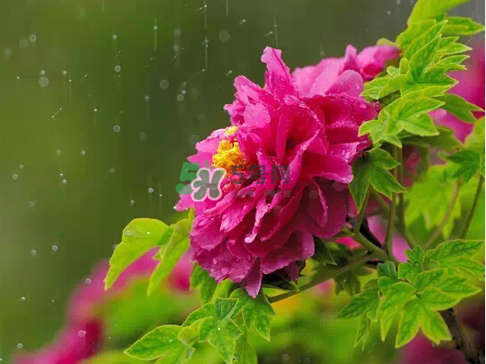 2017大暑會不會下雨？2017大暑下雨好嗎？