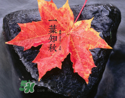 立秋后就是秋天了嗎？立秋后就涼快了嗎？