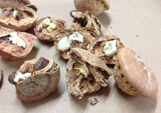 風(fēng)流果泡酒要不要敲碎？壯陽(yáng)果泡水要不要敲碎？