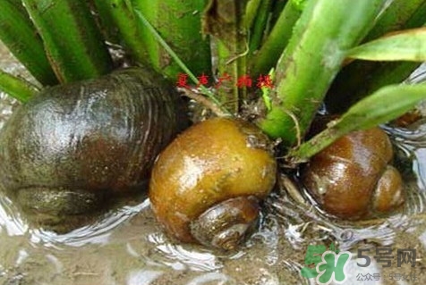 福壽螺到底能不能吃？福壽螺為什么不能吃