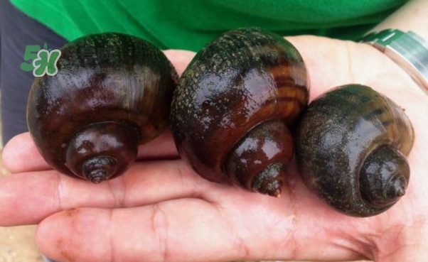 福壽螺是什么樣的？福壽螺和田螺的區(qū)別