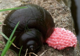 福壽螺吃了會怎樣？福壽螺有什么危害？