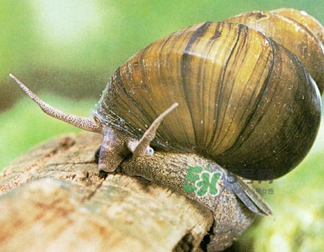 福壽螺是什么樣的？福壽螺和田螺的區(qū)別