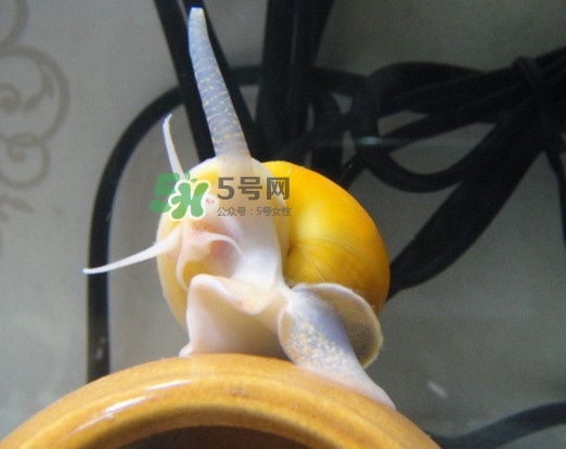 福壽螺是什么樣的？福壽螺和田螺的區(qū)別