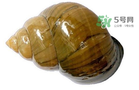 福壽螺是什么樣的？福壽螺和田螺的區(qū)別