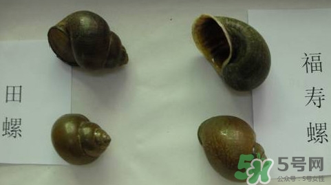 福壽螺吃了會怎樣？福壽螺有什么危害？