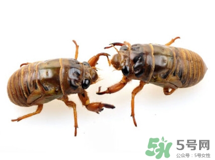 爬叉是什么東西？爬叉是怎么形成的