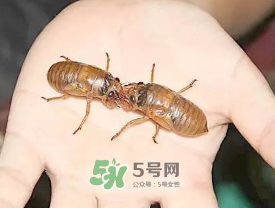 爬叉什么時(shí)候出來(lái)？爬叉怎么保存