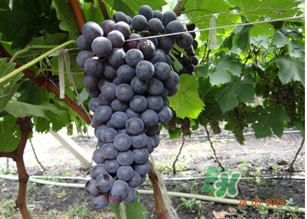 黑提吃多了會(huì)有害嗎？黑提葡萄都有什么作用