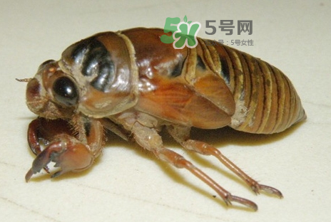 金蟬有什么營養(yǎng)價(jià)值？吃金蟬有什么好處？