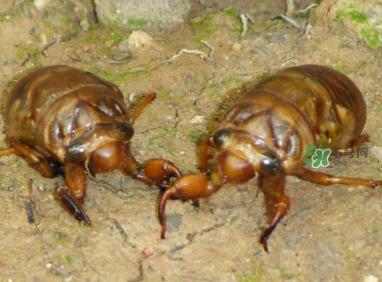 金蟬有什么營養(yǎng)價(jià)值？吃金蟬有什么好處？