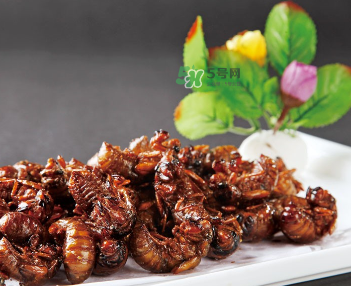 金蟬有什么營養(yǎng)價(jià)值？吃金蟬有什么好處？