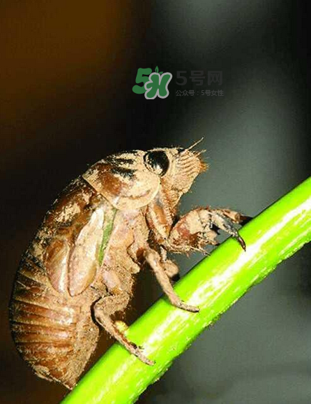 金蟬有寄生蟲嗎？金蟬有毒嗎？