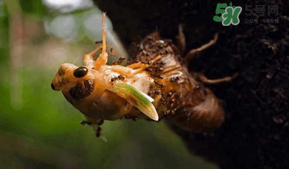 金蟬有寄生蟲嗎？金蟬有毒嗎？