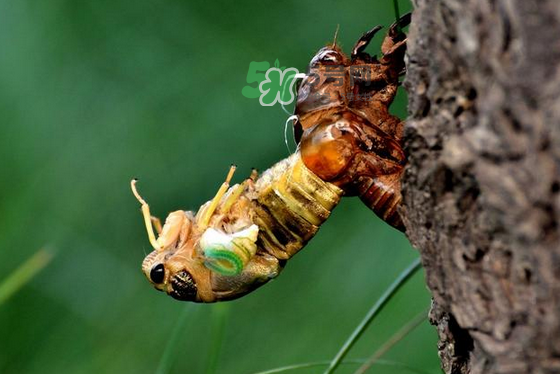 金蟬有寄生蟲嗎？金蟬有毒嗎？
