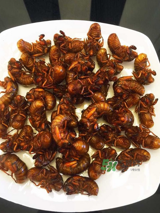 金蟬有寄生蟲嗎？金蟬有毒嗎？