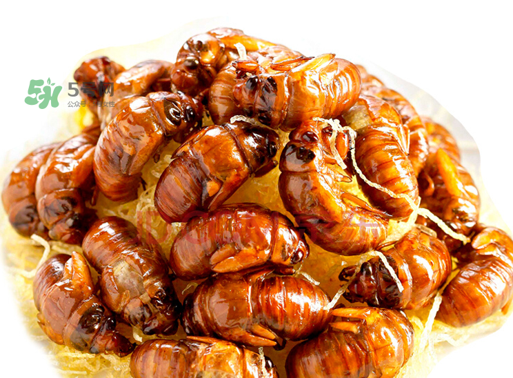 金蟬有寄生蟲嗎？金蟬有毒嗎？