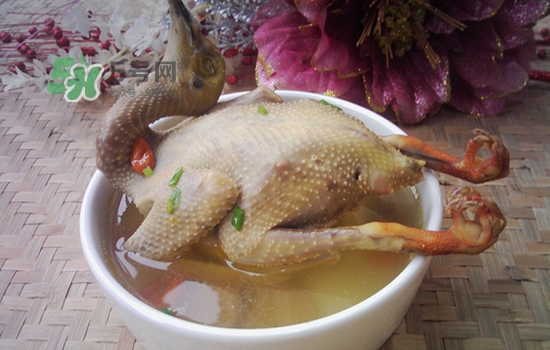 三伏天能吃鴿子嗎？三伏天能喝鴿子湯嗎？