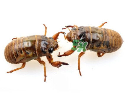 爬叉什么時(shí)候出來(lái)？爬叉怎么保存