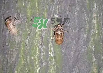 爬叉什么時(shí)候出來(lái)？爬叉怎么保存