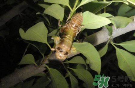 爬叉是什么東西？爬叉是怎么形成的