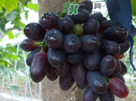 黑提吃多了會(huì)有害嗎？黑提葡萄都有什么作用