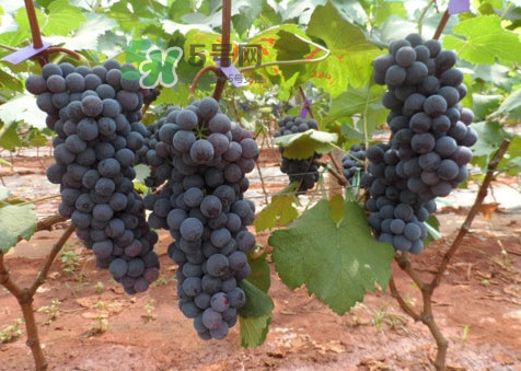 紅提好吃還是黑提好吃？黑提對身體有什么好處