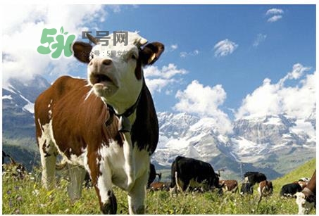 惠氏鉑臻和金裝的區(qū)別 惠氏鉑臻和金裝的哪個好？