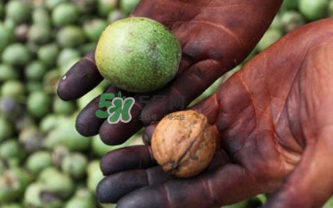 青皮核桃有毒嗎？青皮核桃怎么吃