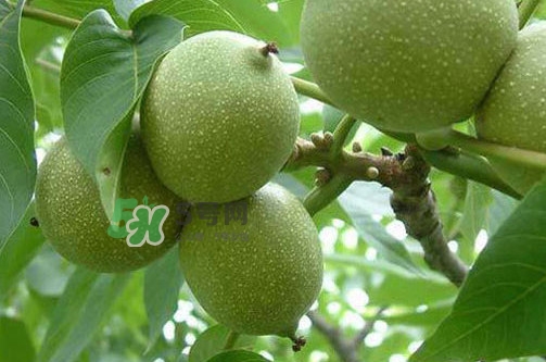 青皮核桃怎么保存？青皮核桃如何存放