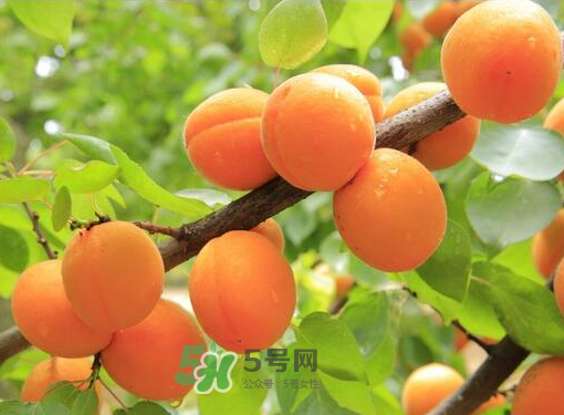 黃桃為什么用鹽水泡？黃桃為什么要用鹽水泡？