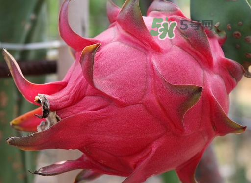 紅心火龍果一天吃幾個？紅心火龍果一天吃多少？