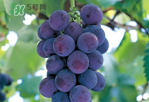 巨峰葡萄是酸性還是堿性？巨峰葡萄是堿性的嗎？