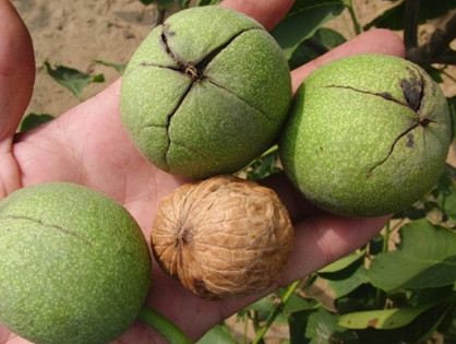 青皮核桃貴還是買去皮的貴？青皮核桃種植方法