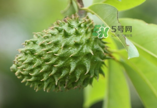 刺果番荔枝怎么吃？釋迦和刺果番荔枝區(qū)別