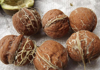 青皮核桃是怎么變成干核桃的？吃核桃為什么有酒味