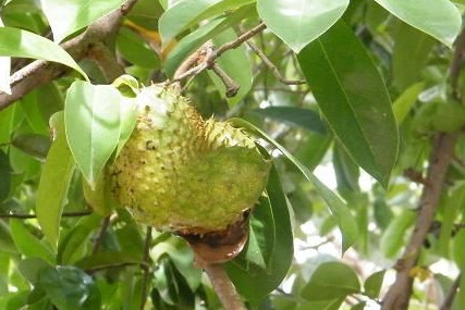 刺果番荔枝吃多少為適量？刺果番荔枝的功效與作用